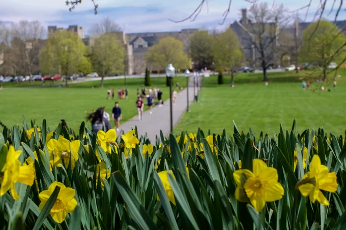 yellow daffodils bloom while people cross a path in the background