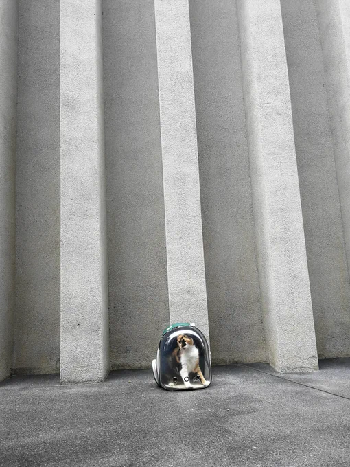A calico cat in a green bubble bag carrier in front of a concrete building backdrop.