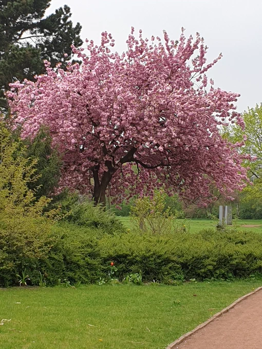 Kirschbaum in Blüte