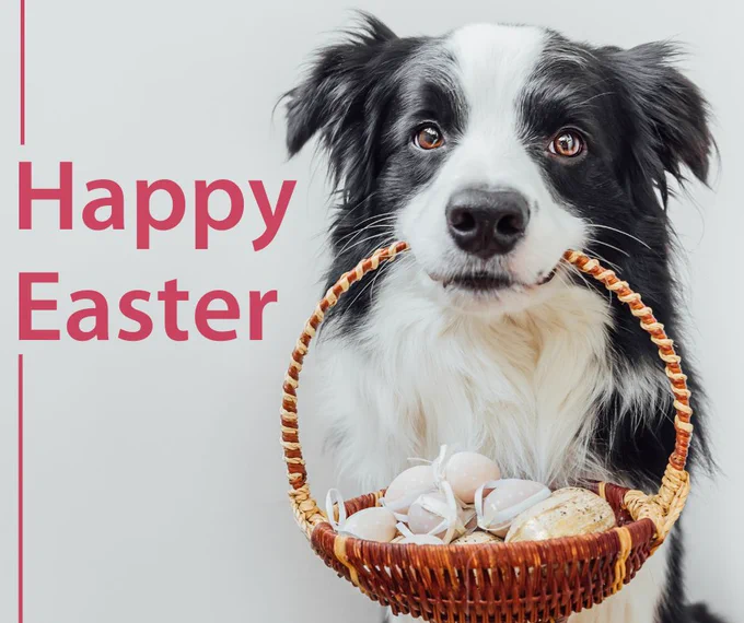 Cute border collie dog holding a basket for of Easter eggs. 
Happy Easter