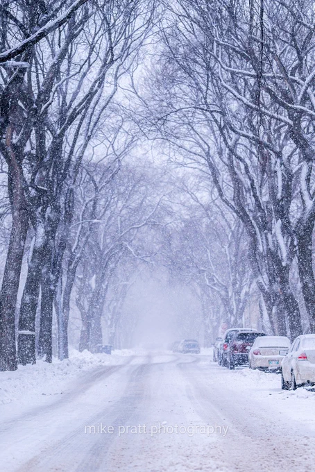 More snow falls in Winnipeg covering a residential street. The gentle curve of old trees creates a tunnel effect.