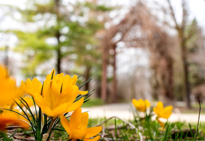 Flowers in front of the GVSU Arboretum