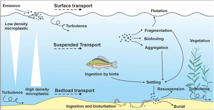 Fig: Processes that act on and impact the transport of microplastics in aquatic systems. Modified from Skalska et al. (2020).