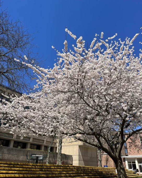 White flowers on a tree on campus.