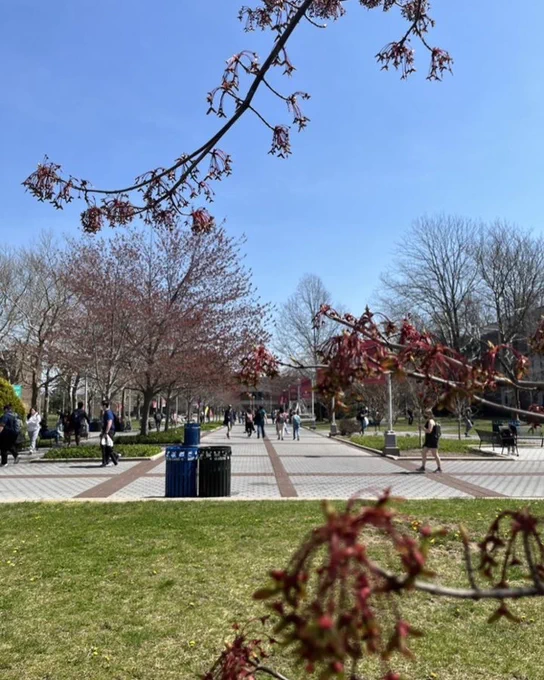 Blue skies and branches with flowers.