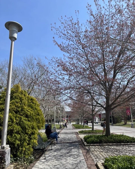 Pathway on the academic mall with benches, trees, bushes and people.