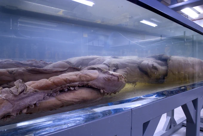 archie the giant squid