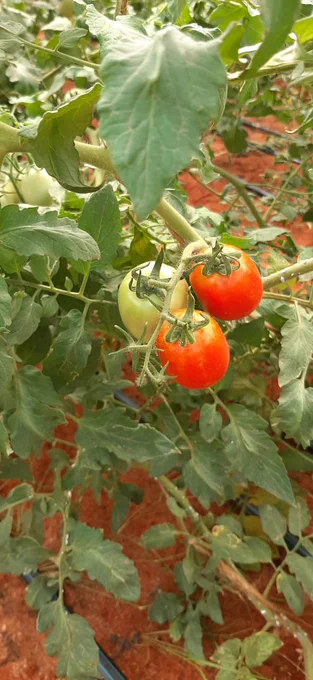 Fully grown tomatoes and very juicy ready for the market. Wajir County with these initiative would be able to feed itself.