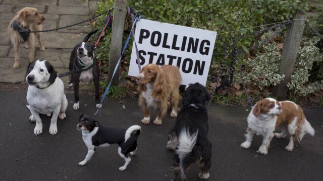 A load of mutts outside a polling station