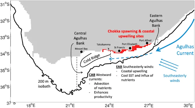 Map of the Agulhas Bank, delineated by the 200 m isobath, summarizing the main driving mechanisms (in blue - Agulhas current and Southeasterly winds) resulting in high productivity events. Red shaded area demarcates the main chokka squid spawning grounds and upwelling sites.