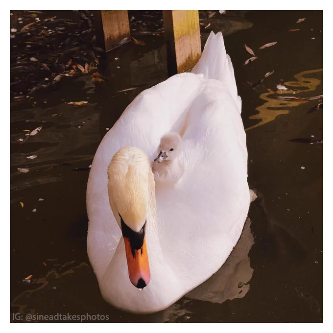 Swan acting like a boat, carrying a cygnet on its back