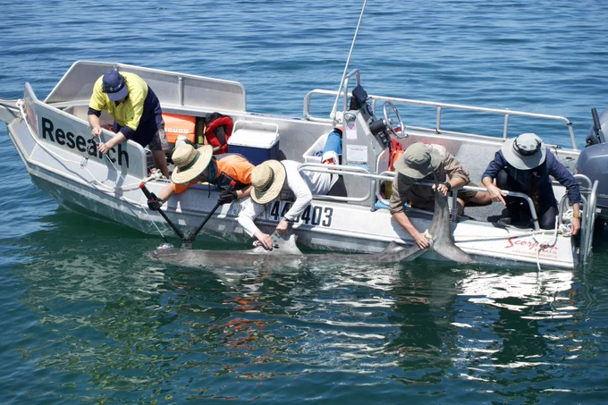 Team of UWA researchers tagging a tiger shark.