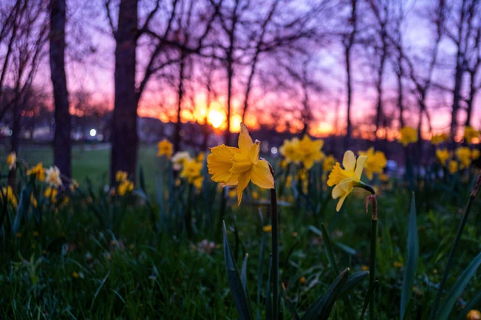 A field full of yellow Daffodils with a purple and pink sunset in the background. 