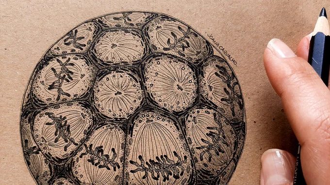 A hand holding a pencil next to a sketch of early embryonic development
