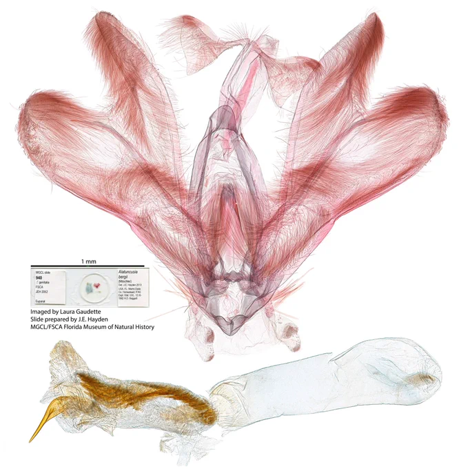 heart shaped lobed object that looks furry and a smaller tubular organ magnified