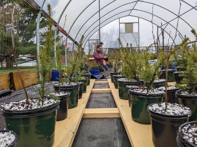 A grad student is seen at the far end of a row of small spruce, birch, and conifer seedlings planted in a greenhouse under a gray sky.