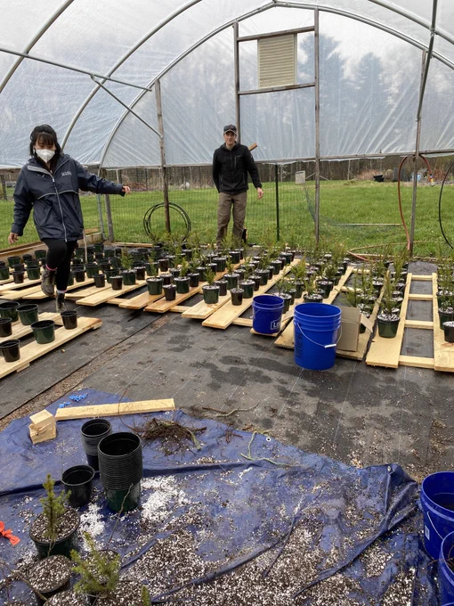 Two grad students maneuver among several rows of potted spruce, oak, and birch seedlings sitting on wooden boards in a greenhouse. In the foreground is a tarp covered in potting media and plastic potting containers.