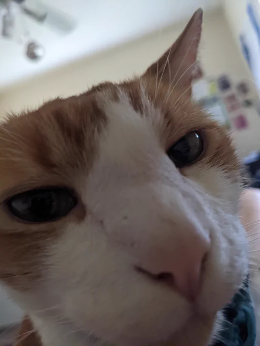 A cat looking too close at a screen because he has poor eye sight. 
