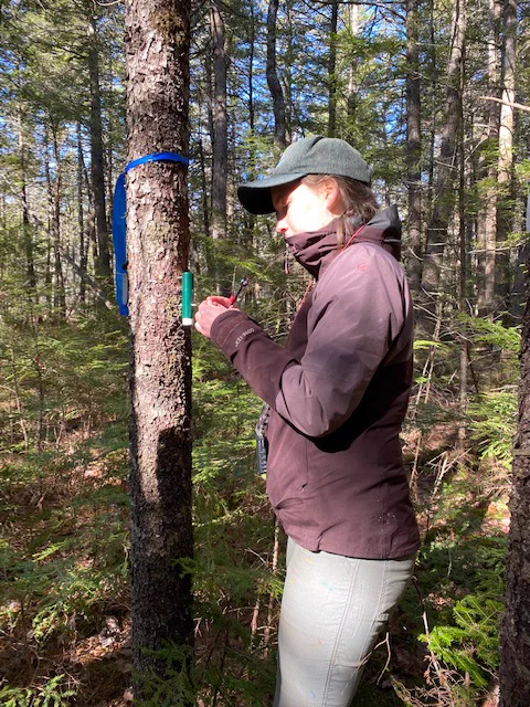 a graduate student in a purple coat stands in the sunshine in front of a spruce tree, installing a small green point dendrometer using a wrench.
