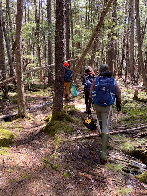 three researchers hike through the open understory of a spruce-fir forest, carrying backpacks and field supplies. 