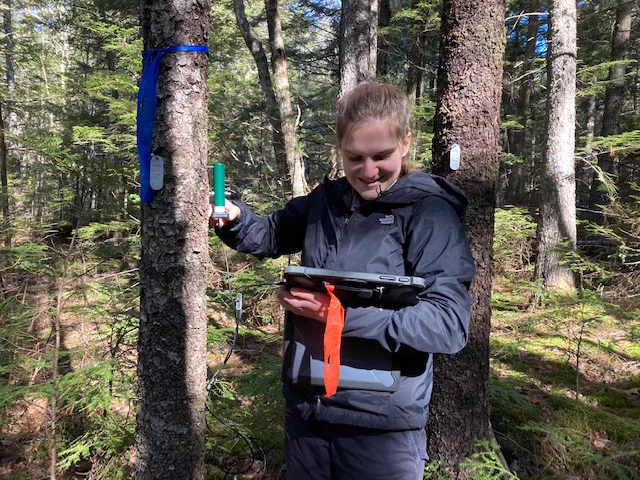 a graduate student in a black coat holds a tablet and an adapter to check the status of a small green point dendrometer installed on a tree.