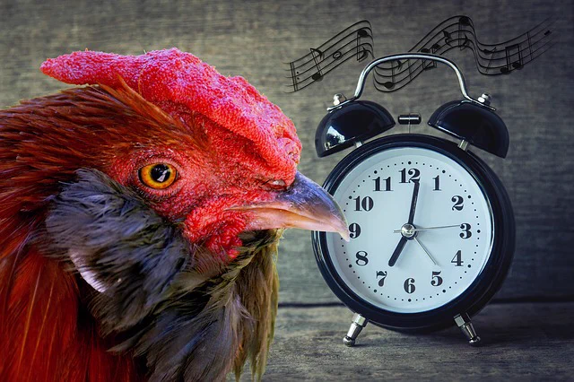 A clever rooster thinks about their ASC 2022 talk submission in order to submit by May 6th because the clock is ticking.