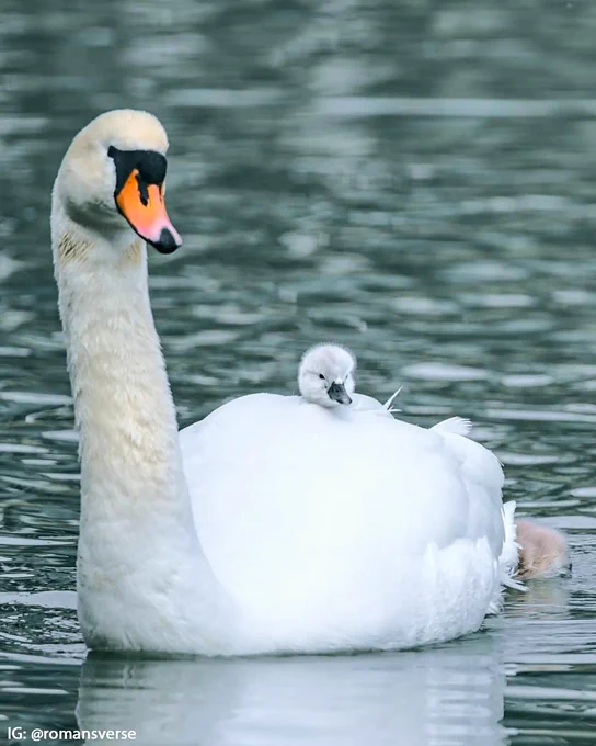 Cygnet rides on the back of parents swan on UCD lake