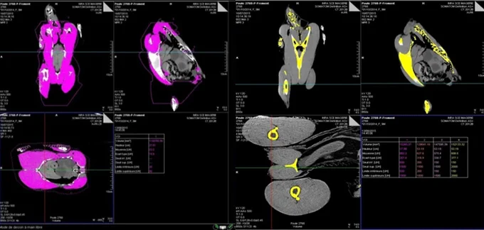 Segmentation, par traitement d'image, du muscle (à gauche) et de l'os (à droite) après imagerie CT-Scan du poulet. 
Crédit : Pascal Froment / François Lecompte. INRAE UMR PRC / PIXANIM.
 