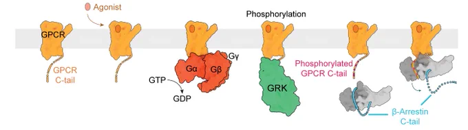Schematic of β-arrestin binding to an agonist-activated GPCR in the plasma membrane.