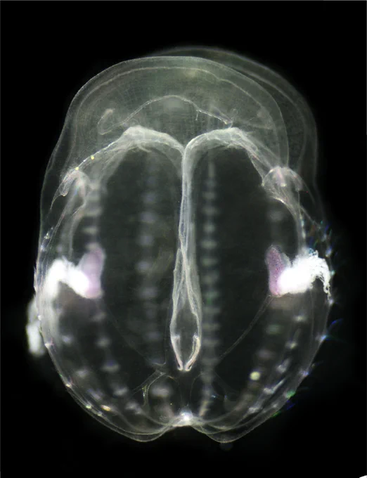 A small live ctenophore of the species Mnemiopsis leidyi in lateral view. It is a transparent marine jelly with two tentacles at this life stage.