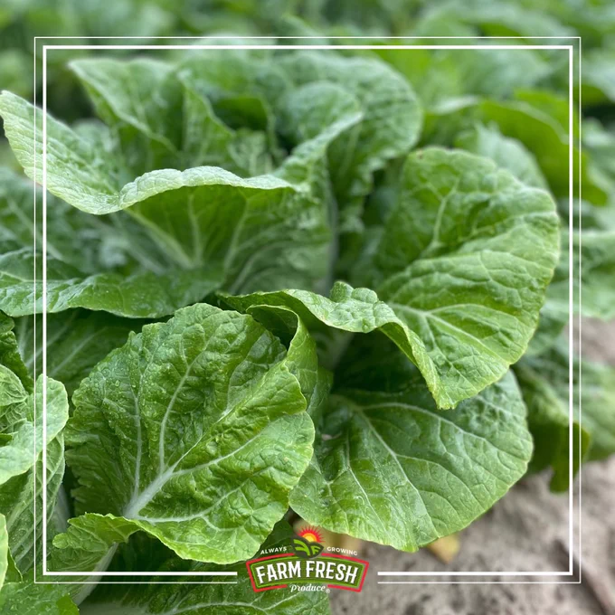 Green North Carolina grown napa cabbage