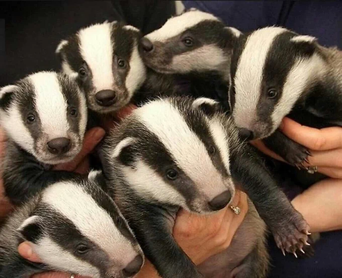 People holding 6 baby honey badgers together