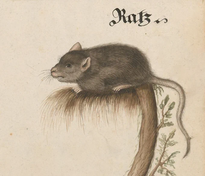 ratz, written in gothic script, above a medieval illustration of an uncomfortable-looking rat