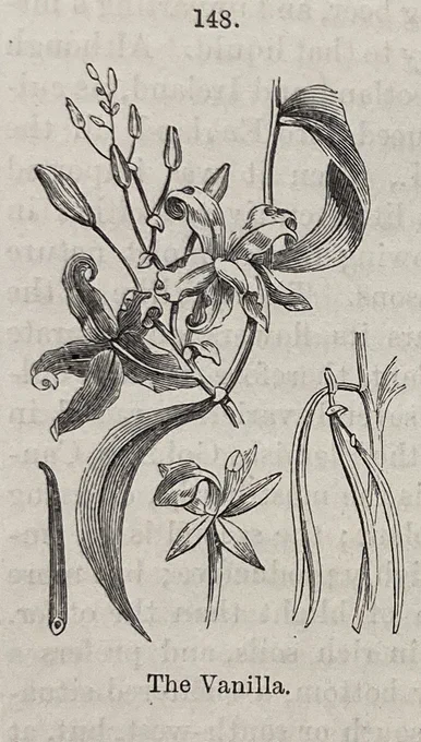 Illustration of a vanilla plant and its pods