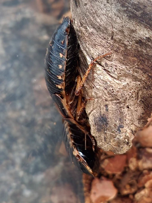 A close up photo of male and female Dubia roaches next to one another. They are perched on a piece of wood.