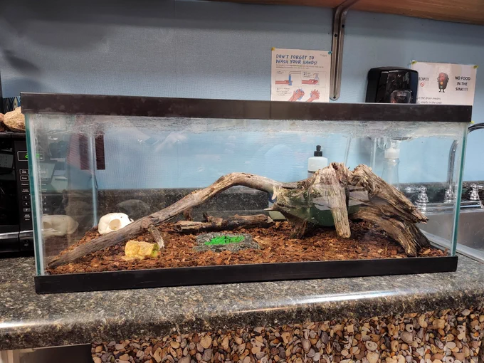 A large aquarium set up as a habitat for Dubia roaches. An apple core, water gel, wood pieces, and a fisher skull are included.
