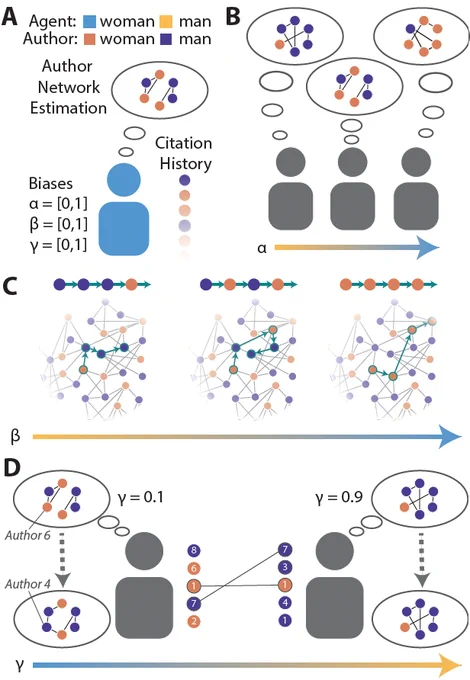 Schematic of model. (A) The properties of each agent include a network estimation, a gender, 3 biases (alpha, beta, and gamma) and a citation history. (B) A schematic of the effects of alpha, which determines the gender makeup of agent's subjective network estimations. As alpha increases, network estimates will contain more women. (C) A schematic of the effects of beta, which determines how the network estimate is sampled. As beta increases, walks sampling the network will be biased towards women. (D) A schematic of how gamma influences learning during simulated meetings. Agents with low gamma values will have a lower threshold for learning and update their network estimation more often than individuals with high gamma.