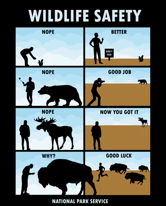 Infographic entitled “Wildlife Safety” with a chart of two columns comparing “Wrong” and “Right” practices. First row has an illustration of someone feeding a squirrel “nope” example next to an illustration of a person distanced next to no feed sign as “better” example. Second row has an illustration of a person taking a selfie next to a bear as a “nope” example next to an illustration of a person far away from a bear as a “good job” example. Third row has an illustration of a person next to a moose as a “nope” example next to an illustration of a person far away from a moose as a “now you got it” example. Fourth row has an illustration of a person about to touch a bison as a “nope” example next to an illustration of a person running away from charging bison  herd with text “Good luck”.