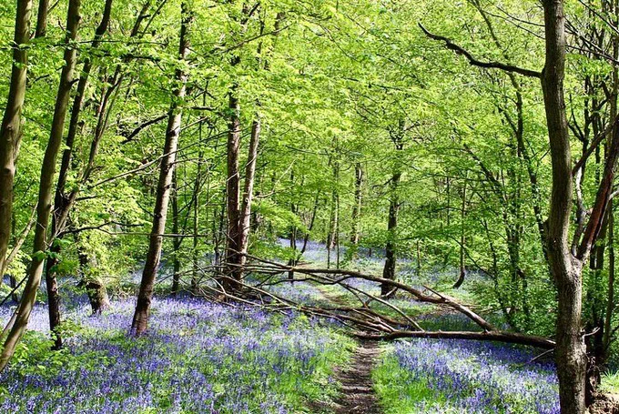 Carpets of bluebells amongst trees in Woolley Wood, Sheffield