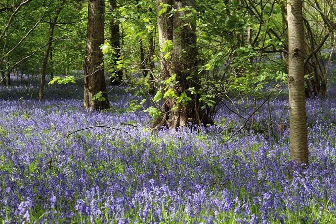 Carpets of bluebells amongst trees in Woolley Wood, Sheffield