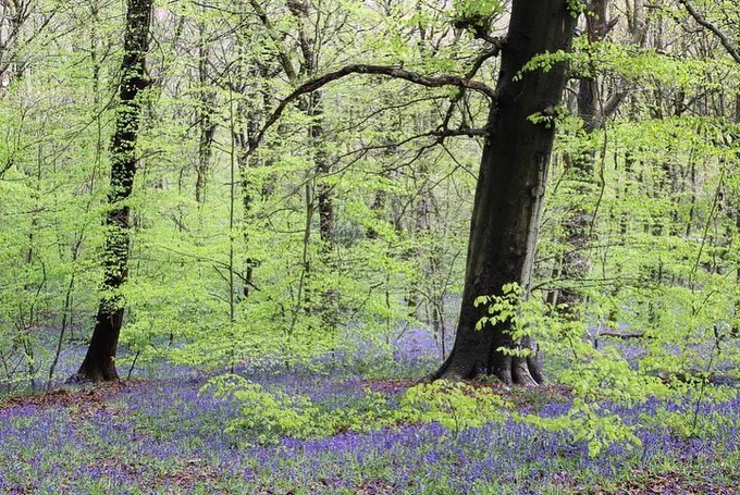Carpets of bluebells amongst trees in Woolley Wood, Sheffield