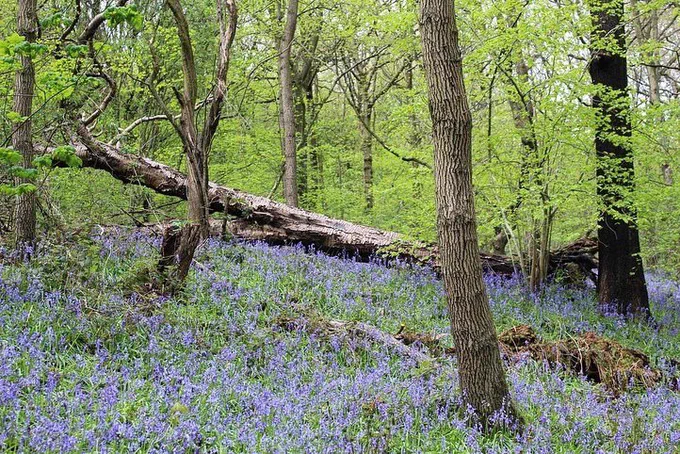 Carpets of bluebells amongst trees in Woolley Wood, Sheffield
