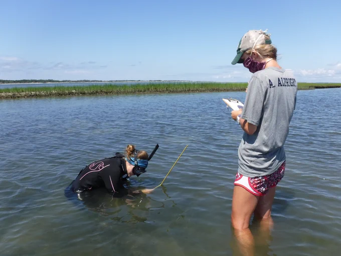 One researcher wearing a snorkel and sitting in the water measures seagrass below the waters surface using a meter stick while another researcher standing nearby records data on a clipboard