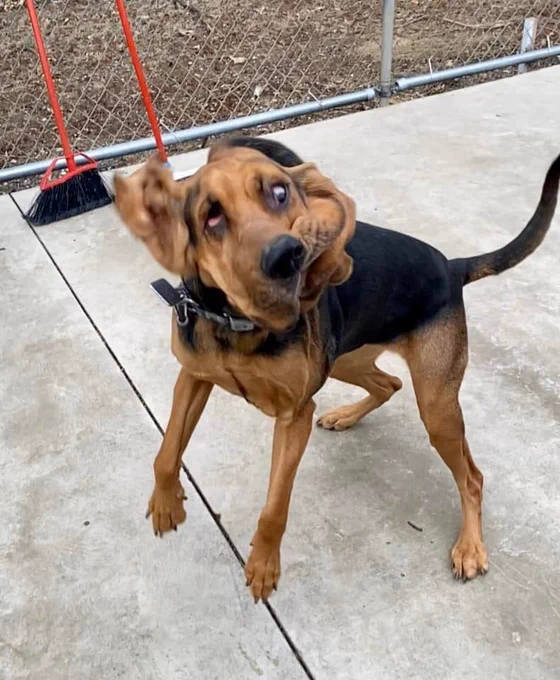 what goes up must come down. the tan and black bloodhound appears to be dropping down onto her front paws. her jowl did not get the memo and is still midair somewhere around her ears, which are blurred in motion. one eye looks up and the other looks down. she is powerful