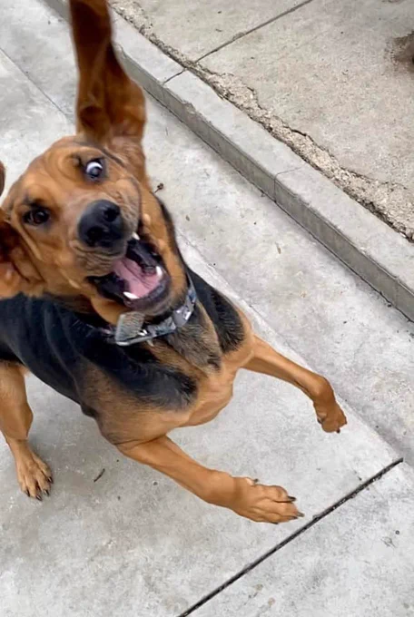 tan and black bloodhound lunges upward from out of frame. her left ear is extended straight up in the air, and her mouth is open with jowls flapping up, revealing a few very shiny teeth. she must be very excited to see you