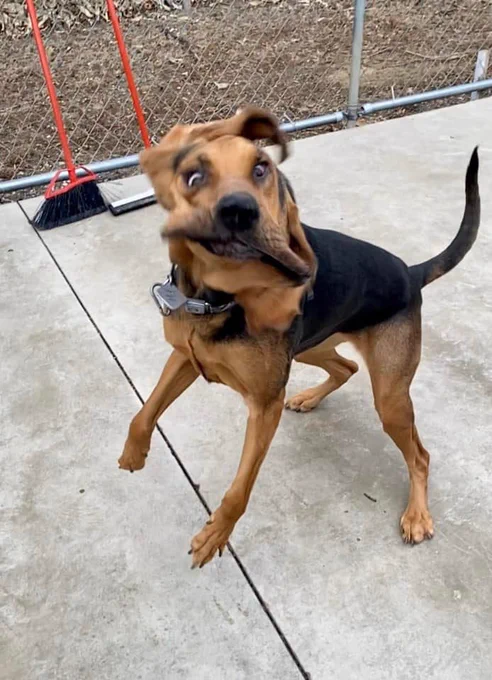 tan and black bloodhound is mid-jump again. her right ear has flapped entirely over the top of her noggin in a blurry pompadour, and her lips are splayed outward from her snout in a cartoonish diagonal line. the whites of her eyes are visible as the skin on her face continues its epic dance