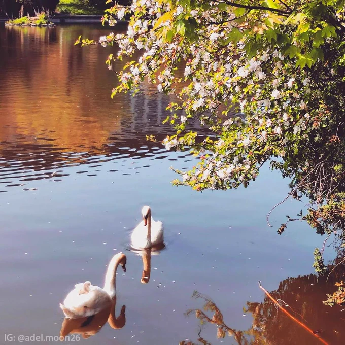 Swans hanging out on the lake