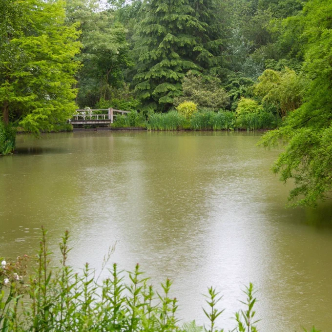 A small lake surrounded by green trees.