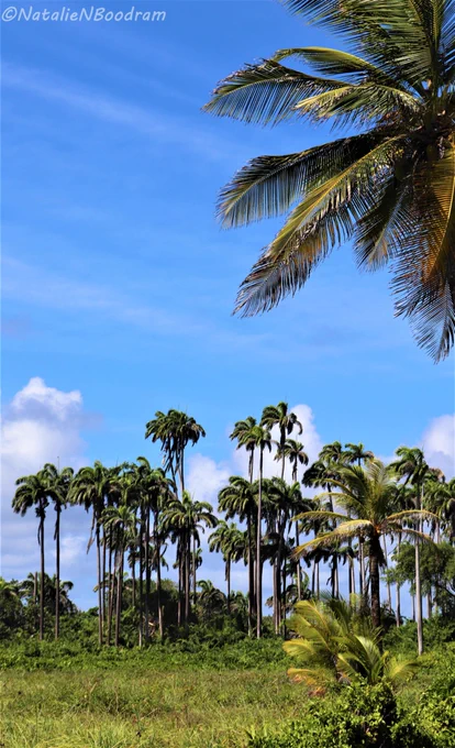 Nariva Swamp, Trinidad and Tobago. Photo credit: Natalie Boodram