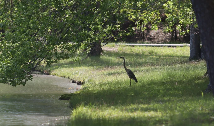 Blue heron taking advantage of today's beautiful sunshine on the shore of Lake LaVerne.